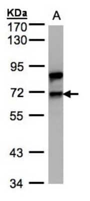 Western Blot: Splicing Factor 1 Antibody [NBP1-32583]