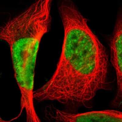 Immunocytochemistry/ Immunofluorescence: Splicing factor, arginine/serine-rich 11 Antibody [NBP1-87381]