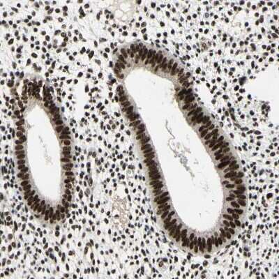 Immunohistochemistry-Paraffin: Splicing factor, arginine/serine-rich 11 Antibody [NBP1-87381]