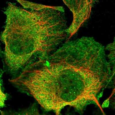 Immunocytochemistry/ Immunofluorescence: Spt6 Antibody [NBP2-34030]