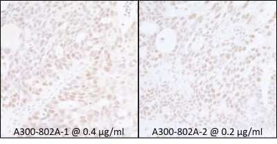 Immunohistochemistry: Spt6 Antibody [NB100-2583]
