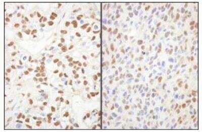 Immunohistochemistry-Paraffin: Spt6 Antibody [NB100-2583]
