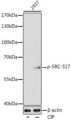 Western Blot: Src [p Ser17] AntibodyBSA Free [NBP3-05433]