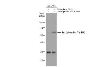 Western Blot: Src [p Tyr416] Antibody [NBP3-13419]