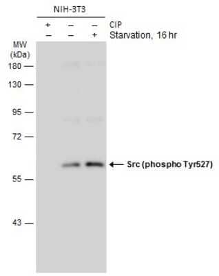 Western Blot: Src [p Tyr527] Antibody [NBP3-13245]