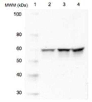Western Blot: Src Antibody (5A18) [NBP1-19188]