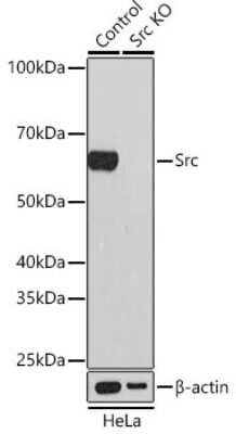 Knockout Validated: Src Antibody (7G6M9) [NBP3-15675]