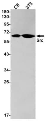 Western Blot: Src Antibody (S05-7H8) [NBP3-20055]