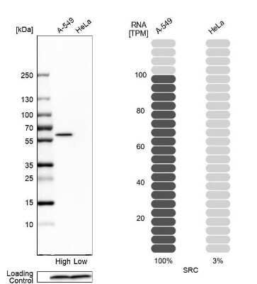 Western Blot: Src Antibody [NBP2-38165]