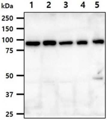 Western Blot: Ssu72 Antibody (45E2)BSA Free [NBP2-60233]