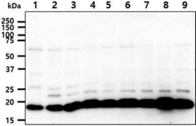 Western Blot: Ssu72 Antibody (66D10)BSA Free [NBP2-60236]