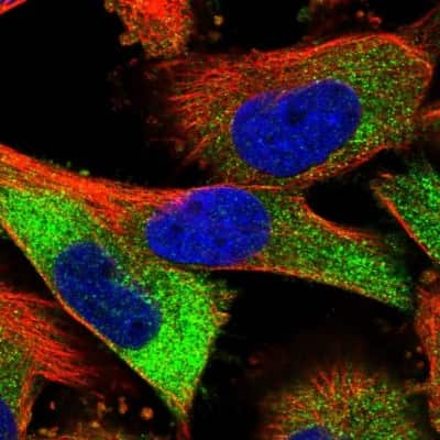 Immunocytochemistry/ Immunofluorescence: Stabilin-2 Antibody [NBP1-84197]