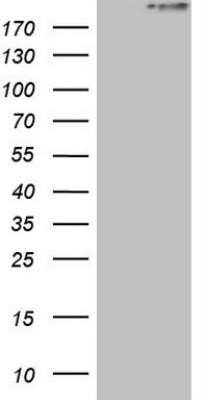 Western Blot: Stabilin-2 Antibody (OTI2E12)Azide and BSA Free [NBP2-74373]