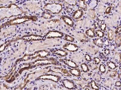 Immunohistochemistry-Paraffin: Stanniocalcin 2/STC-2 Antibody [NBP2-98008]