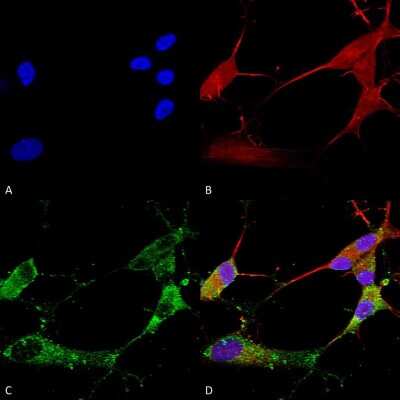 Immunocytochemistry/ Immunofluorescence: Stargazin Antibody (S245-36) [NBP2-22411]