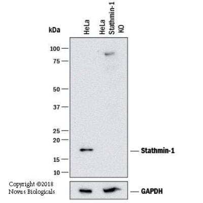 Knockout Validated: Stathmin 1 Antibody - BSA Free [NBP1-76798]