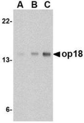 Western Blot: Stathmin 1 AntibodyBSA Free [NBP1-76798]