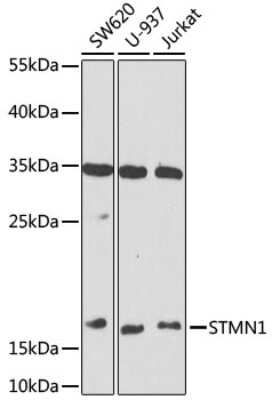 Western Blot: Stathmin 1 AntibodyBSA Free [NBP2-94766]