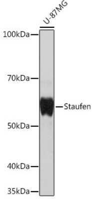 Western Blot: Staufen Antibody (8J5A6) [NBP3-16450]