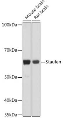 Western Blot: Staufen Antibody (8J5A6) [NBP3-16450]
