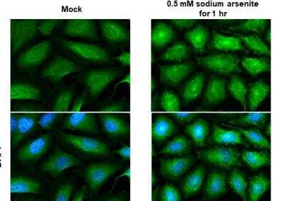 Immunocytochemistry/ Immunofluorescence: Staufen Antibody [NBP1-33202]