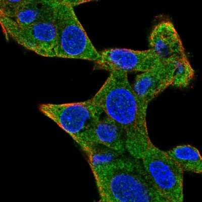 Immunocytochemistry/ Immunofluorescence: Staufen Antibody [NBP2-38615]