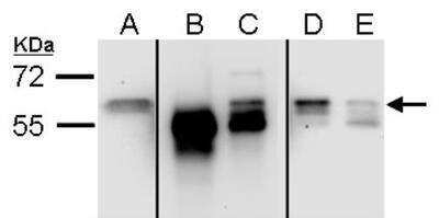 Immunoprecipitation: Staufen Antibody [NBP1-33202]