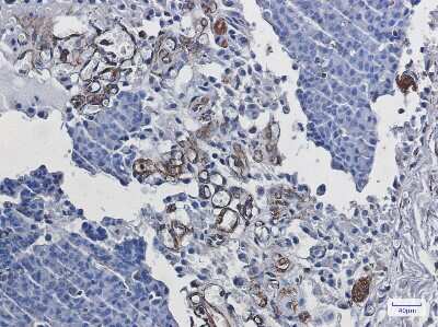 Immunohistochemistry-Paraffin: Staufen Antibody (S03-3G2) [NBP3-14978]