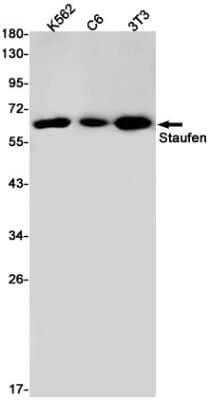 Western Blot: Staufen Antibody (S03-3G2) [NBP3-14978]