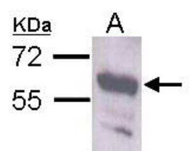 Western Blot: Staufen Antibody [NBP1-33202]