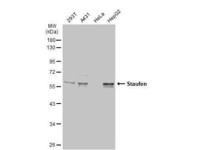 Western Blot: Staufen Antibody [NBP1-33202]