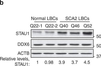 Western Blot: Staufen Antibody [NBP1-33202]