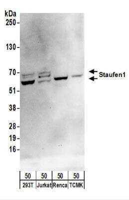 Western Blot: Staufen Antibody [NBP2-22308]