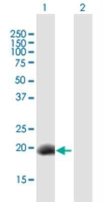 Western Blot: Stella/Dppa3 Antibody [H00359787-B01P-50ug]