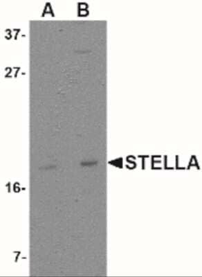 Western Blot: Stella/Dppa3 AntibodyBSA Free [NBP2-41089]