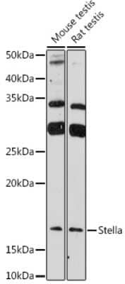 Western Blot: Stella/Dppa3 AntibodyAzide and BSA Free [NBP3-15973]