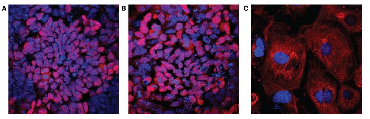 Embryonic Stem Cells Grown in Mouse Pluripotent Stem Cell Media Are Capable of Tri-Lineage Differentiation.