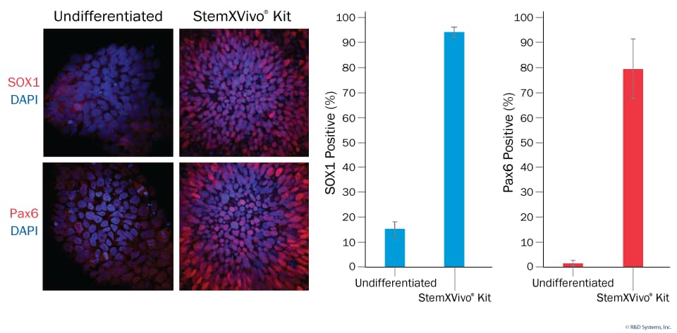 NPC Differentiation is Highly Efficient as Quantified Using High Content Imaging. 