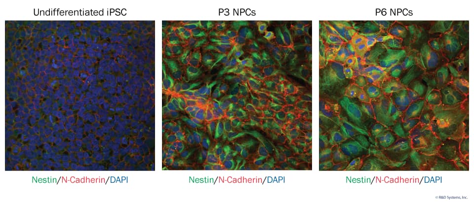 Kit-derived NPCs Maintain Neural Progenitor Cell Markers Over Multiple Passages. 