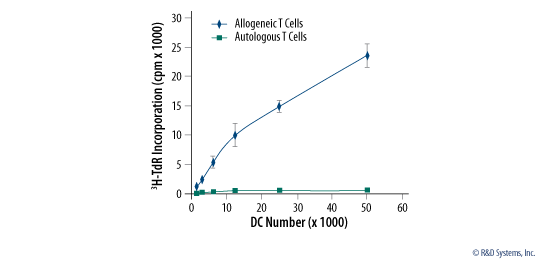 Mature Monocyte-derived Dendritic Cells Induce Proliferation of Allogenic T Cells