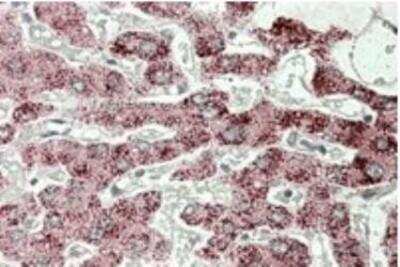 Immunohistochemistry-Paraffin: Sterol carrier protein 2 Antibody [NB100-93459]