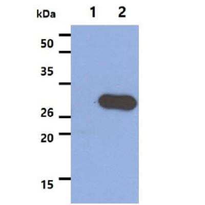 Western Blot: Stomatin Antibody (33F5)BSA Free [NBP2-42660]