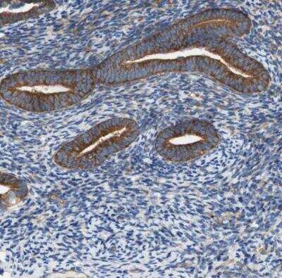 Immunohistochemistry-Paraffin: Stomatin Antibody [NBP1-88562]