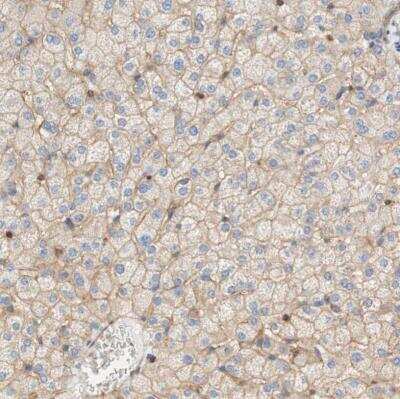 Immunohistochemistry-Paraffin: Stomatin Antibody [NBP1-88562]