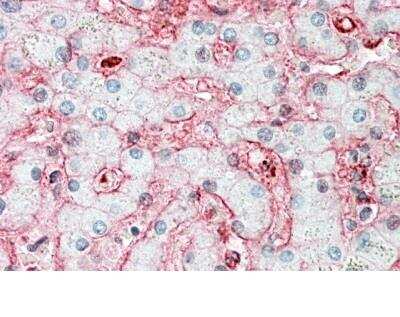 Immunohistochemistry-Paraffin: Stomatin Antibody [NBP2-26195]
