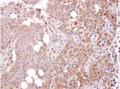 Immunohistochemistry-Paraffin: Stomatin-like protein 1 Antibody [NBP1-32227]