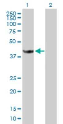 Western Blot: Stomatin-like protein 1 Antibody [H00009399-B01P]