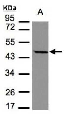 Western Blot: Stomatin-like protein 1 Antibody [NBP1-32227]