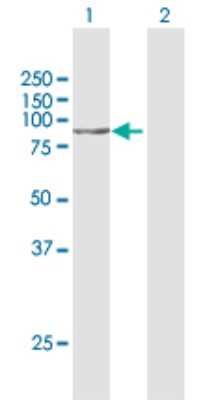 Western Blot: Stonin-1 Antibody [H00011037-D01P]