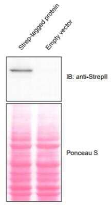 Western Blot: Strep II Tag Antibody (517) [NBP2-43735]